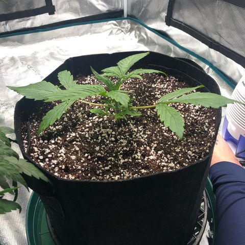 Mango Smile growlog photo: 2340