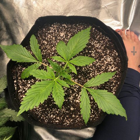 Mango Smile growlog timeline photo