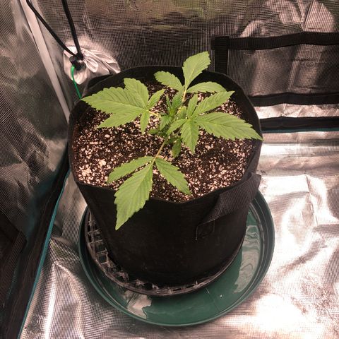 Mango Smile growlog photo: 0830
