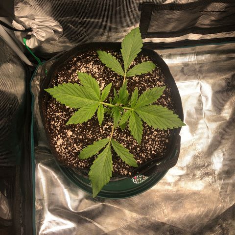 Mango Smile growlog photo: 0830