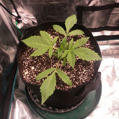 Mango Smile growlog timeline photo