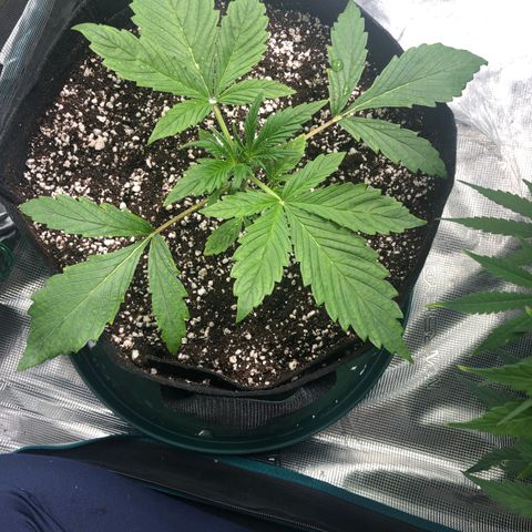 Mango Smile growlog photo: 2230-those fat leaves 🤩
