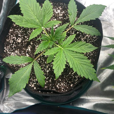 Mango Smile growlog timeline photo