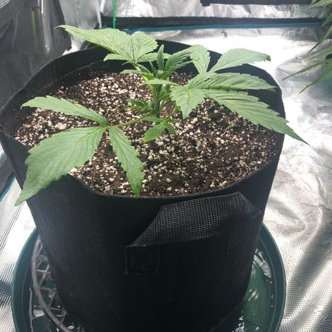 Mango Smile growlog photo: 2230-those fat leaves 🤩