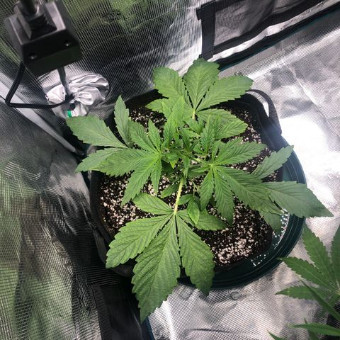 Mango Smile growlog photo: 1425