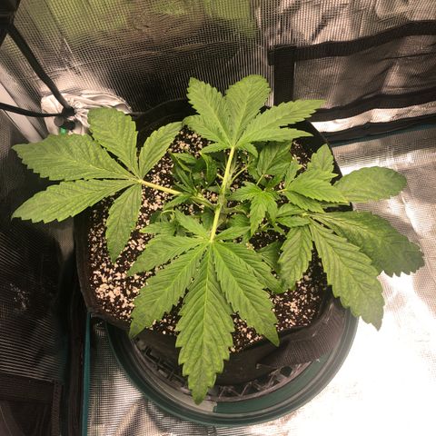 Mango Smile growlog photo: 1950-topped