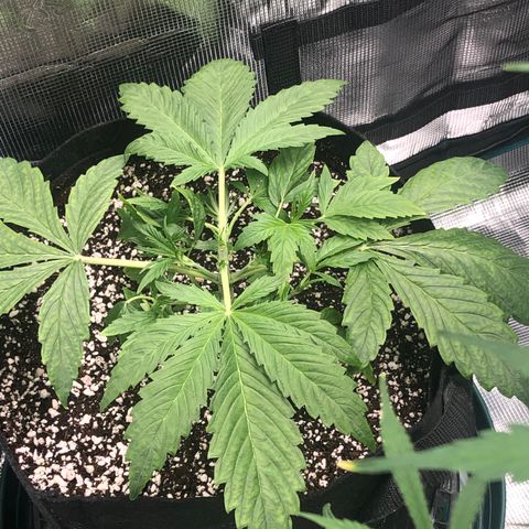 Mango Smile growlog timeline photo