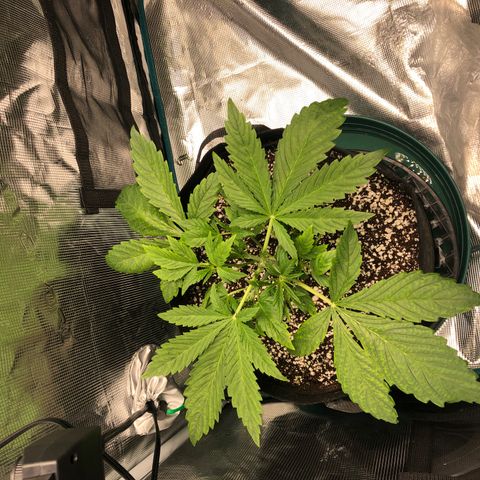Mango Smile growlog photo: 0900