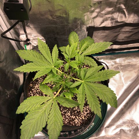 Mango Smile growlog timeline photo