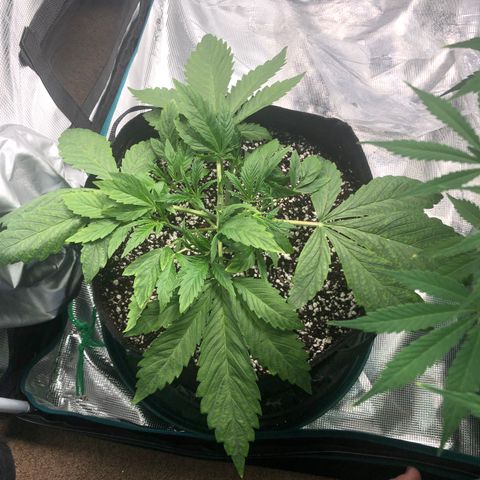 Mango Smile growlog photo: 2200