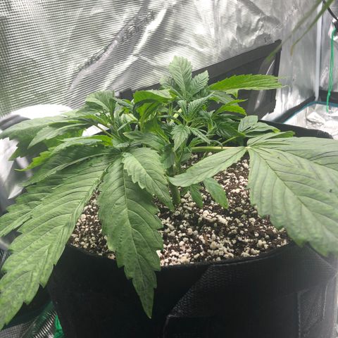 Mango Smile growlog timeline photo