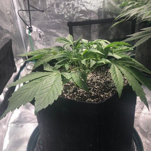 Mango Smile growlog photo: 2240-some leaf tucking. 