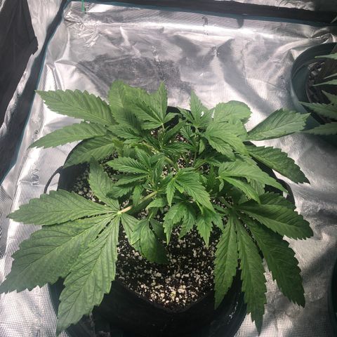 Mango Smile growlog timeline photo