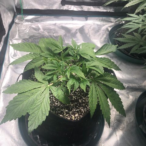 Mango Smile growlog timeline photo
