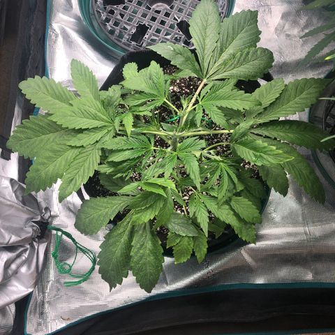 Mango Smile growlog photo: 2320