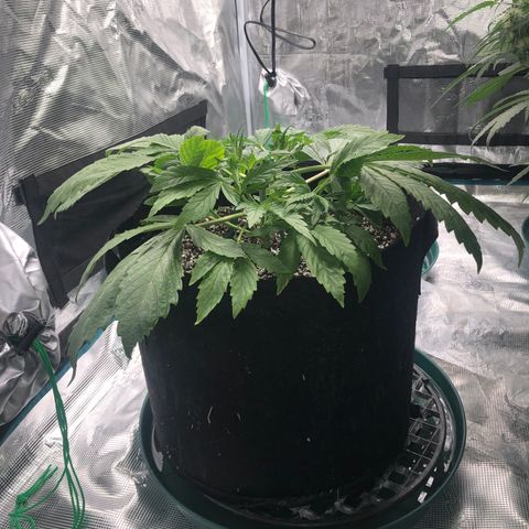 Mango Smile growlog timeline photo