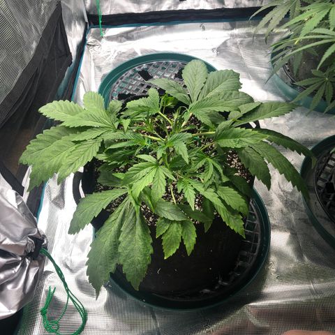 Mango Smile growlog timeline photo