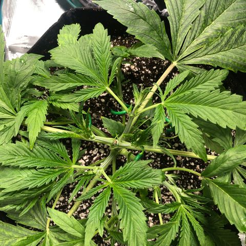 Mango Smile growlog photo: 2320