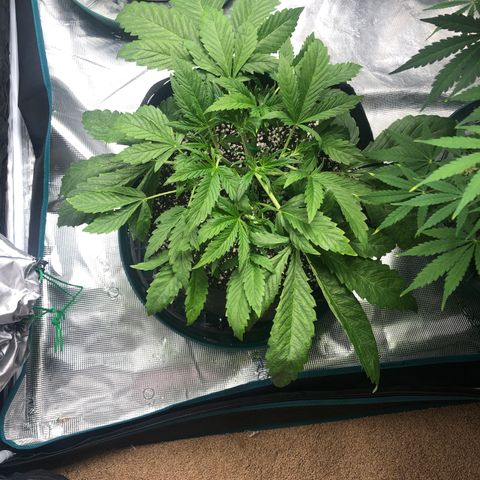 Mango Smile growlog photo: 2250