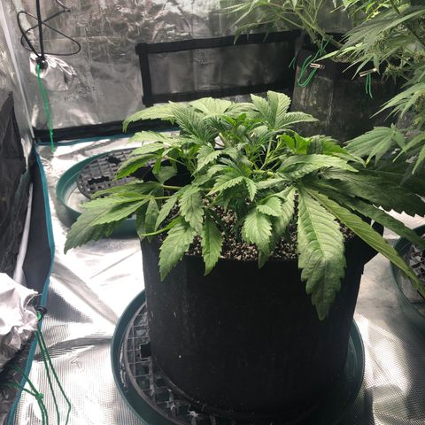 Mango Smile growlog timeline photo