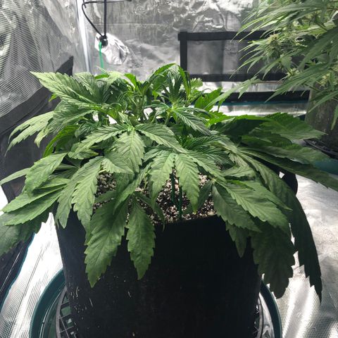 Mango Smile growlog photo: 0100