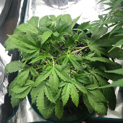Mango Smile growlog photo: 0100