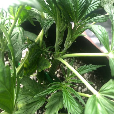 Mango Smile growlog photo: 2230-two for the price of one!