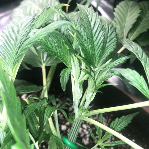 Mango Smile growlog photo: 2230-two for the price of one!