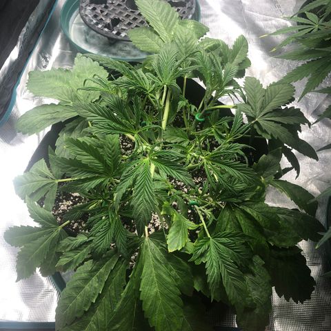 Mango Smile growlog photo: 2235