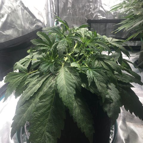 Mango Smile growlog photo: 2235