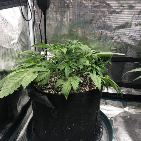 Mango Smile growlog photo: 2220