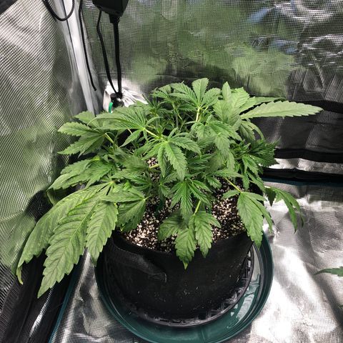 Mango Smile growlog timeline photo