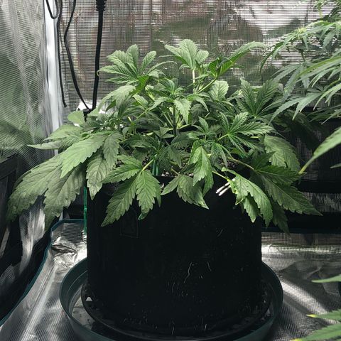 Mango Smile growlog photo: 2220
