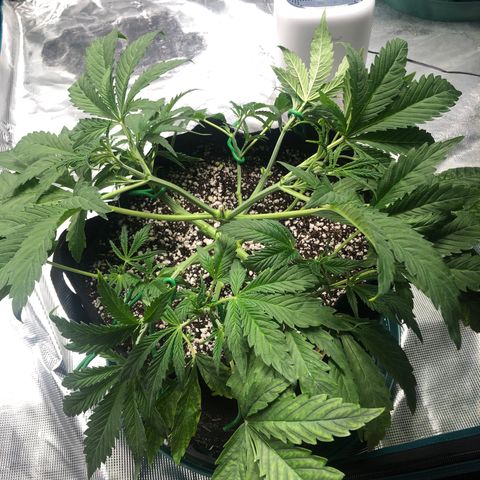 Mango Smile growlog photo: 2310