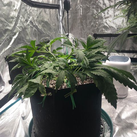 Mango Smile growlog timeline photo