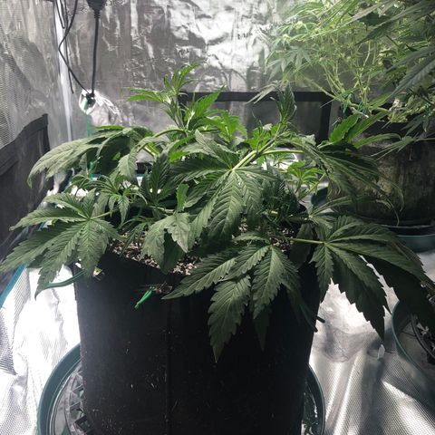 Mango Smile growlog photo: 2305