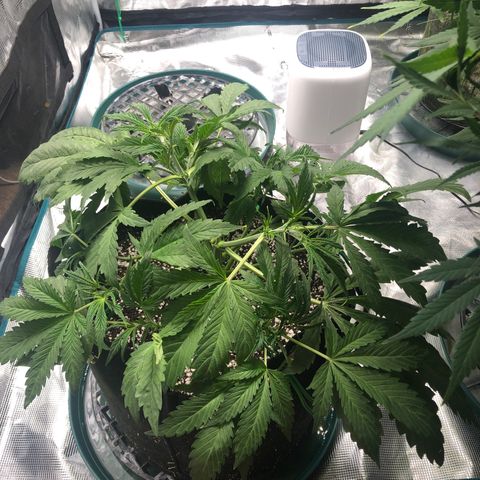 Mango Smile growlog timeline photo