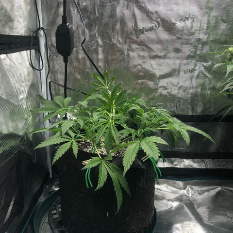 Mango Smile growlog photo: 0130-lower leaves removed and two main colas supercropped. 