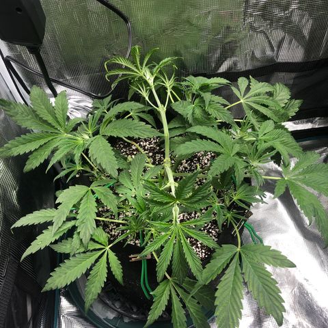 Mango Smile growlog timeline photo