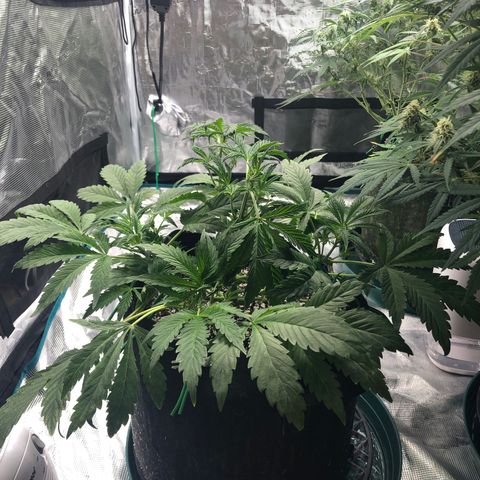Mango Smile growlog photo: 2235