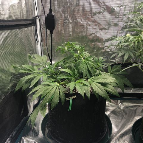 Mango Smile growlog timeline photo