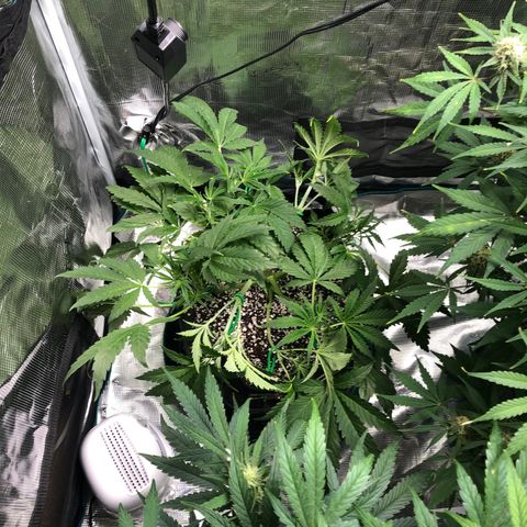 Mango Smile growlog photo: 2105