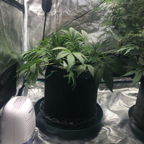 Mango Smile growlog photo: 2105