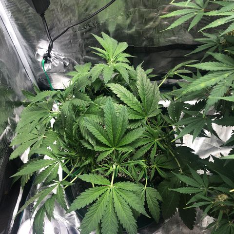 Mango Smile growlog timeline photo