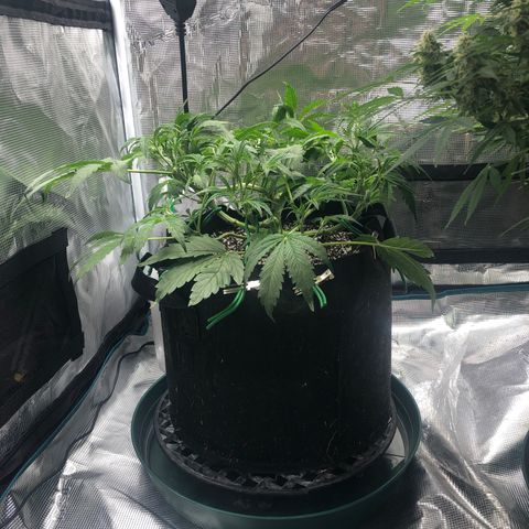 Mango Smile growlog photo: 2115