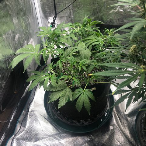 Mango Smile growlog photo: 2115