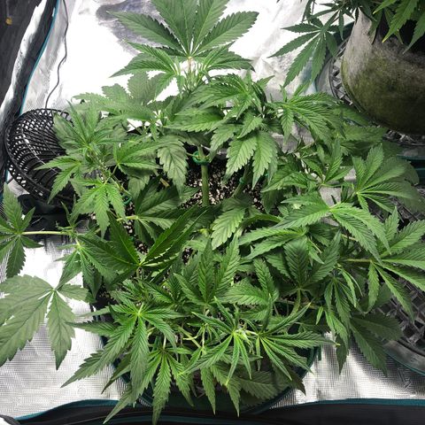 Mango Smile growlog photo: 2245