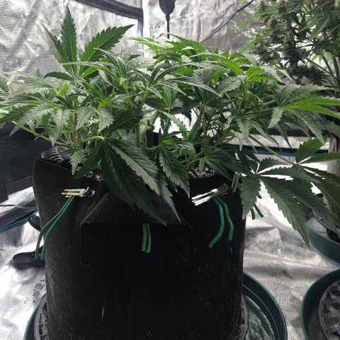 Mango Smile growlog timeline photo