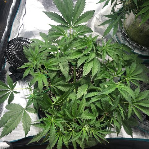 Mango Smile growlog timeline photo
