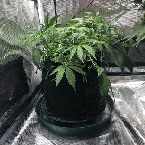 Mango Smile growlog photo: 2245